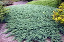Juniperus Horizontalis